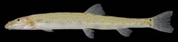 Acanthopsoides hapalias - Click for species page