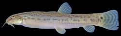 Lepidocephalichthys berdmorei - Click for species page