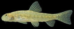 Lepidocephalichthys furcatus - Click for species page