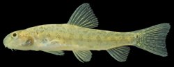 Lepidocephalichthys furcatus