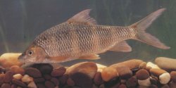 Acrossocheilus longipinnis - Click for species page
