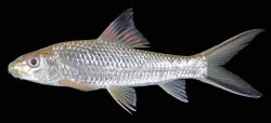 Barbichthys laevis