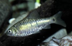 Barbodes aurotaeniatus - Click for species page