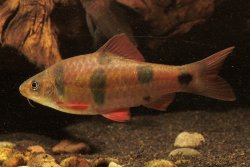 Barbodes dunckeri - Click for species page