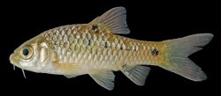 Barbodes rhombeus - Click for species page