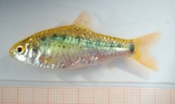 Barbodes semifasciolatus - Click for species page