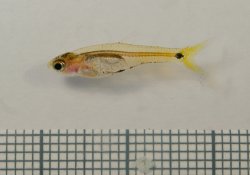 Barboides gracilis - Click for species page