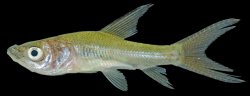 Catlocarpio siamensis - Click for species page