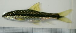 Crossocheilus cf. atrilimes - Click for species page