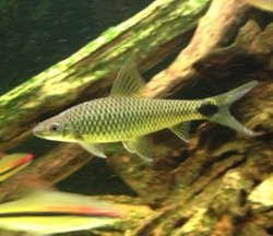 Crossocheilus reticulatus - Click for species page