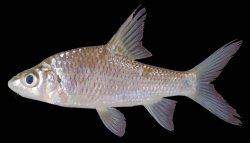 Cyclocheilichthys armatus - Click for species page