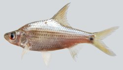 Cyclocheilichthys lagleri