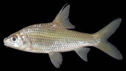 Cyclocheilichthys repasson - Click for species page