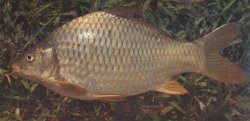 Cyprinus acutidorsalis - Click for species page