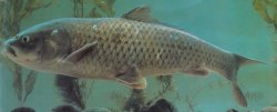 Cyprinus barbatus - Click for species page