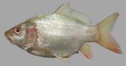 Cyprinus rubrofuscus - Click for species page