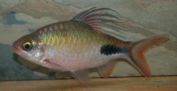 Dawkinsia rohani - Click for species page