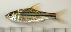 Desmopuntius johorensis - Click for species page