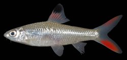 Discherodontus ashmeadi - Click for species page