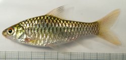 Enteromius callipterus - Click for species page