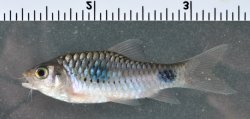 Enteromius camptacanthus - Click for species page