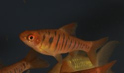 Enteromius fasciolatus