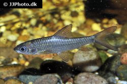 Enteromius nyanzae - Click for species page