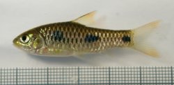 Enteromius trispilos - Click for species page