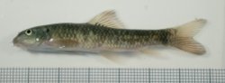 Garra rufa - Click for species page