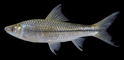 Henicorhynchus cryptodon - Click for species page
