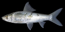 Henicorhynchus lobatus - Click for species page