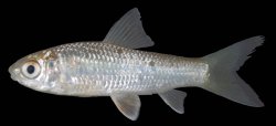 Henicorhynchus ornatipinnis - Click for species page
