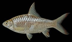 Hypsibarbus malcolmi - Click for species page