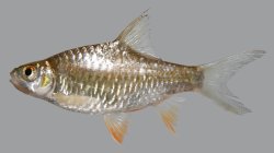 Hypsibarbus vernayi