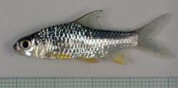 Hypsibarbus wetmorei - Click for species page