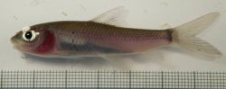 Labeo cf. boga - Click for species page