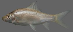 Labeo pierrei - Click for species page