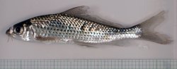 Labiobarbus leptocheilus - Click for species page