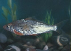 Labiobarbus lineatus - Click for species page
