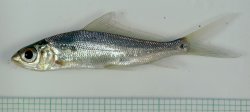 Labiobarbus ocellatus - Click for species page