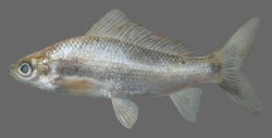 Labiobarbus siamensis - Click for species page