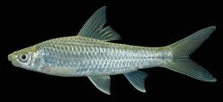 Lobocheilos rhabdoura - Click for species page