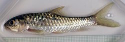 Neolissochilus cf. stracheyi - Click for species page