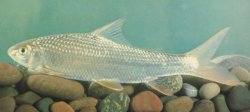 Onychostoma angustistomatum - Click for species page