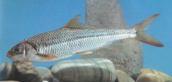 Onychostoma barbatulum - Click for species page