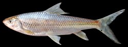 Onychostoma gerlachi - Click for species page