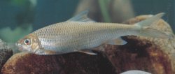 Onychostoma lepturus - Click for species page