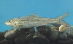 Onychostoma lini - Click for species page