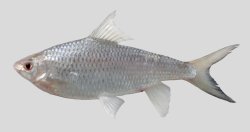 Onychostoma ovale - Click for species page