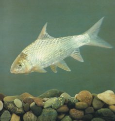 Onychostoma simum - Click for species page